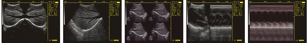 V-20掌上B型超聲診斷儀(動物版)一流的數(shù)字成像技術(shù)，圖像更清晰